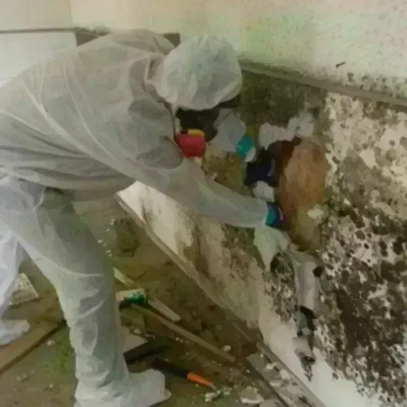 Mold Remediation and Removal in Breckinridge County, KY